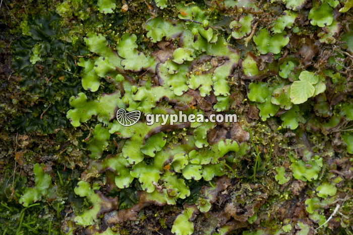 Hépatique - Thalle avec corbeilles à propagules (Açores) - gryphea.org